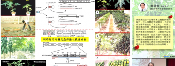 木瓜病毒絕症的防治策略