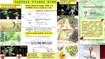 木瓜病毒絕症的防治策略