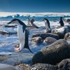Chinstrap penguins, Penguin Island, Antarctica