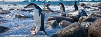 Chinstrap penguins, Penguin Island, Antarctica