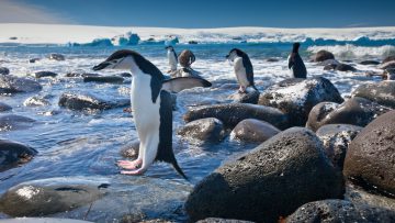Chinstrap penguins, Penguin Island, Antarctica
