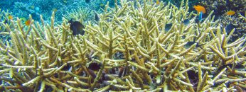 Colorful Hard Corals on Kri, Raja Ampat, Indonesia