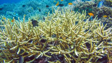Colorful Hard Corals on Kri, Raja Ampat, Indonesia