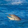 Dolphin at sea