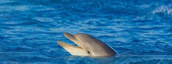 Dolphin at sea