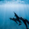 dolphins