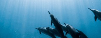 dolphins