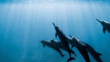 dolphins