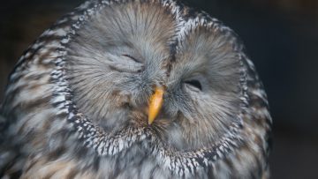 Gray Owl in the zoo
